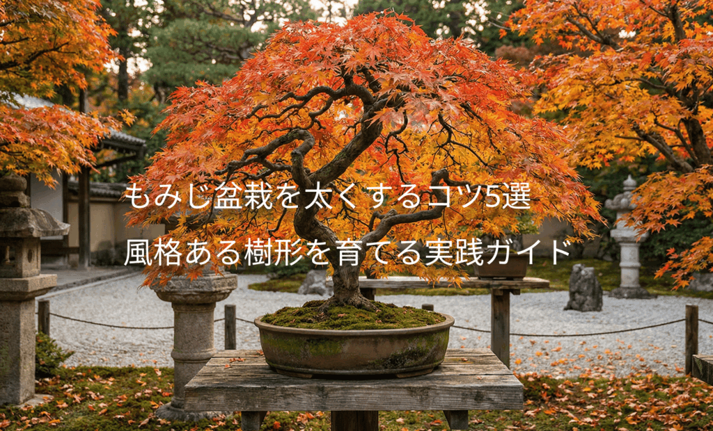 もみじ盆栽を太くするコツ5選