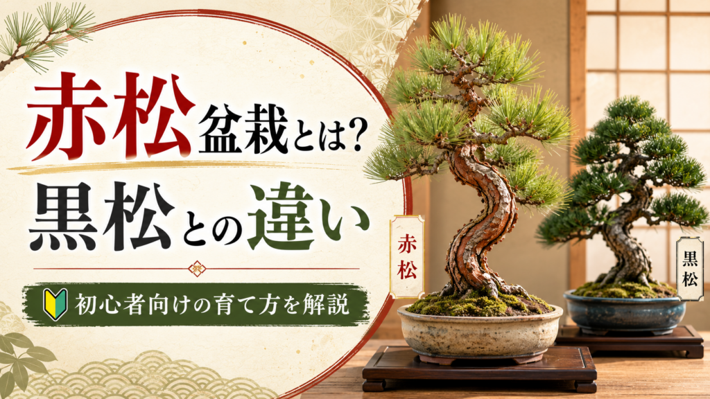 akamatsu-bonsai