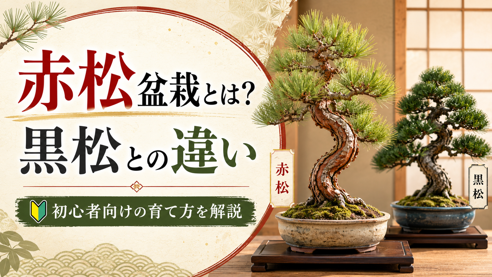 akamatsu-bonsai