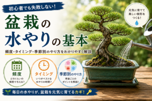 盆栽の水やりの基本