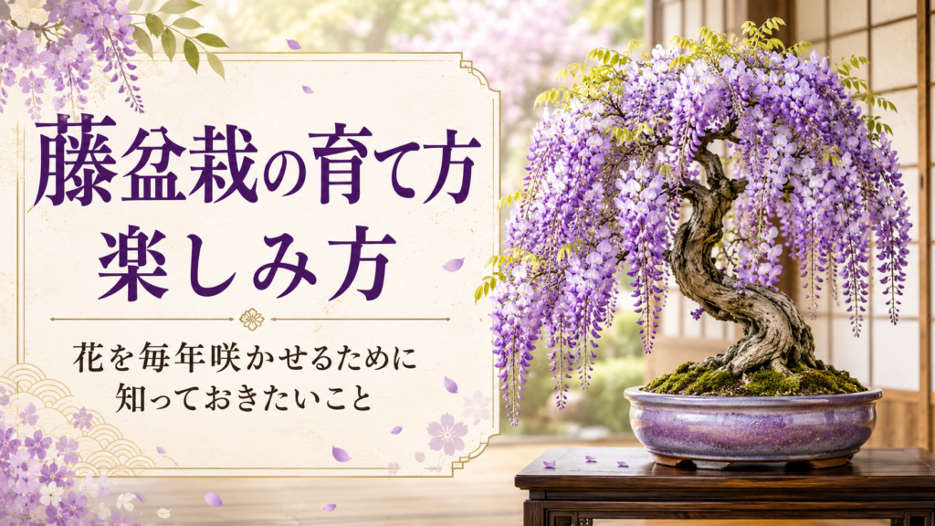 藤盆栽の育て方と楽しみ方