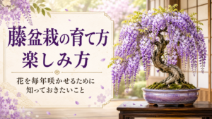 藤盆栽の育て方と楽しみ方