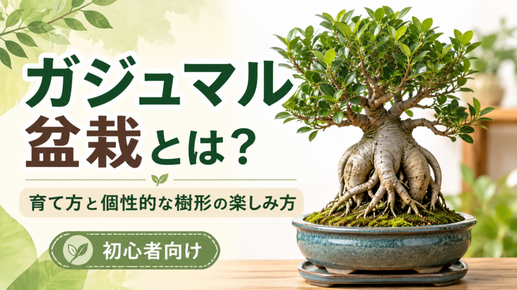 ガジュマル盆栽とは