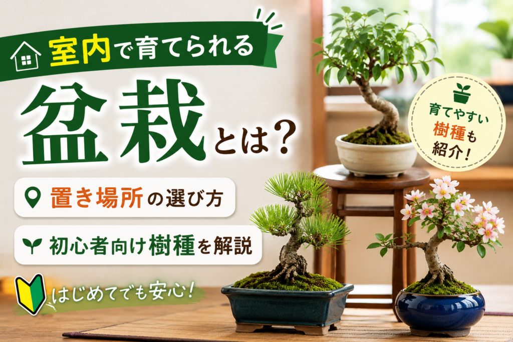 indoor-bonsai