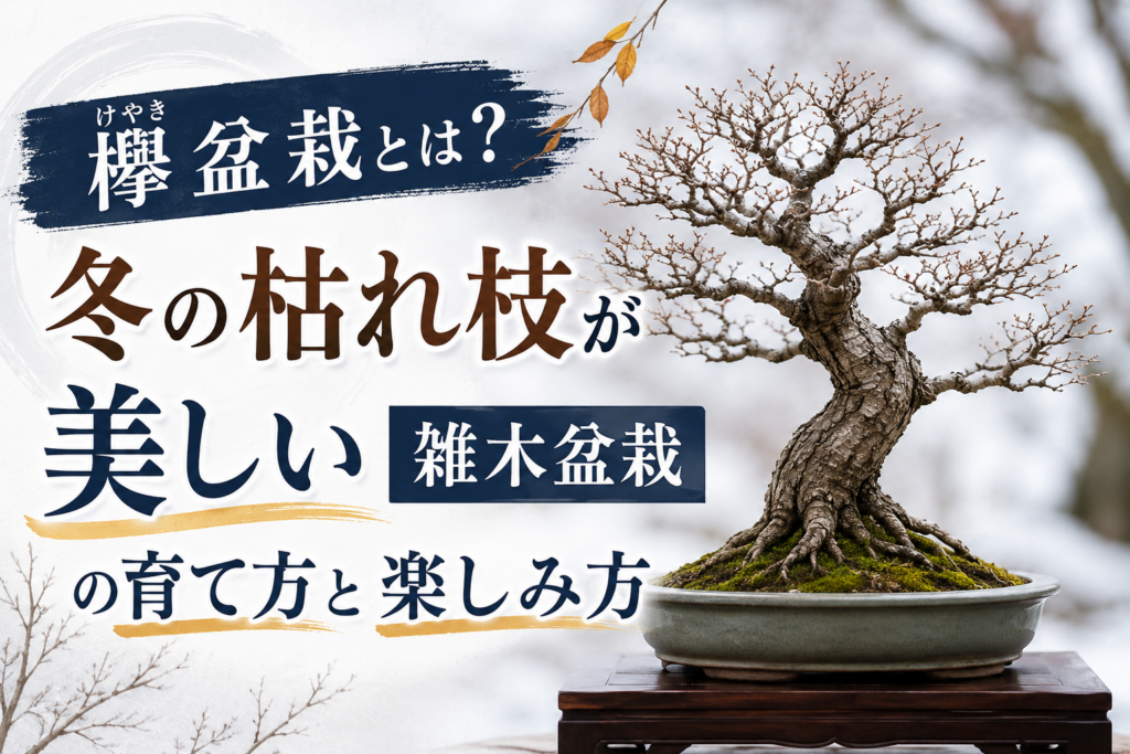 keyaki-bonsai