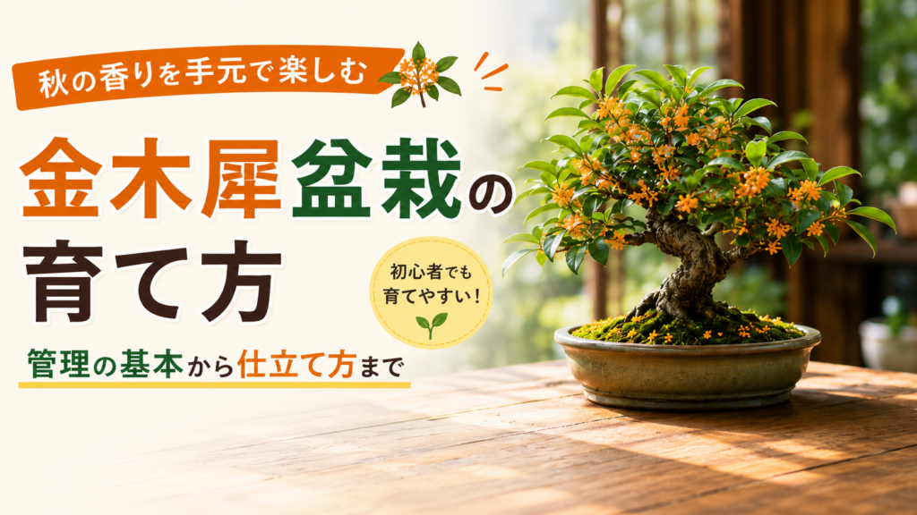 金木犀盆栽の育て方