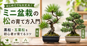 ミニ盆栽の松の育て方