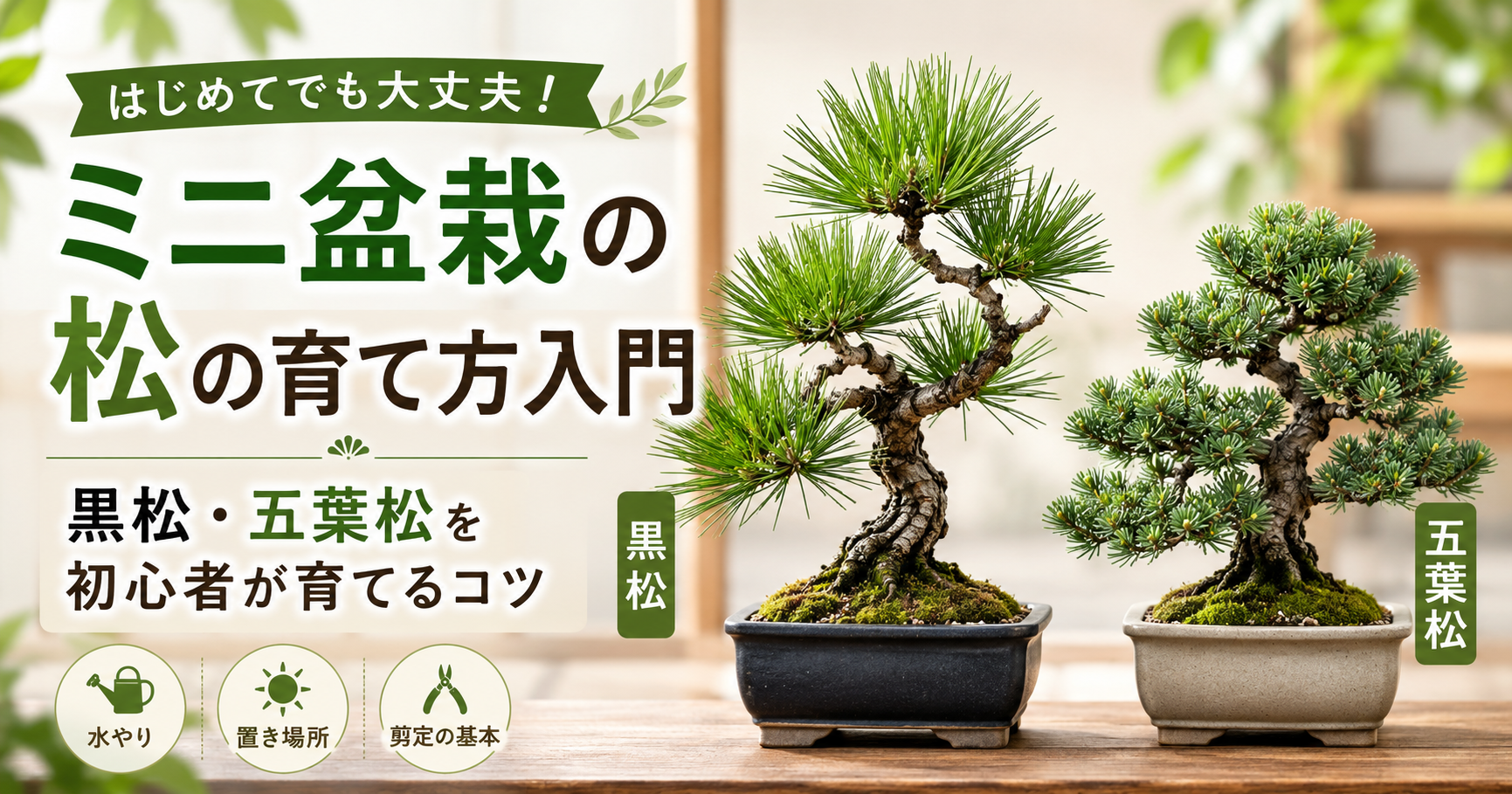 ミニ盆栽の松の育て方