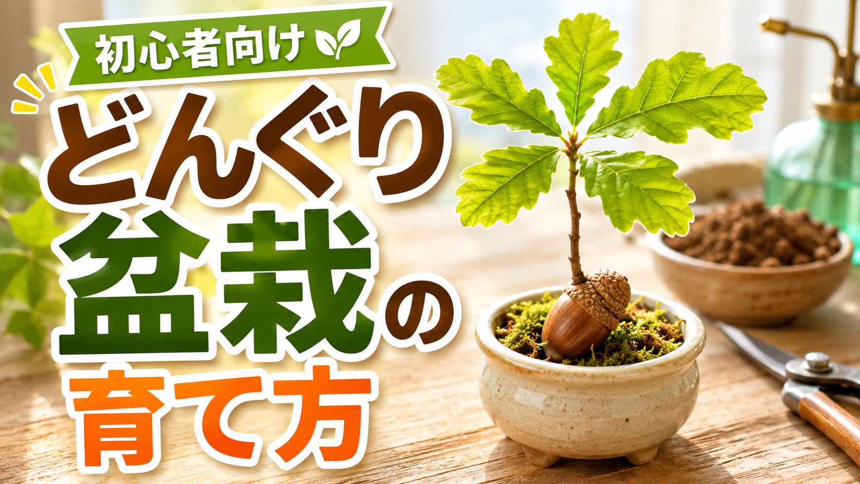 どんぐり盆栽の育て方