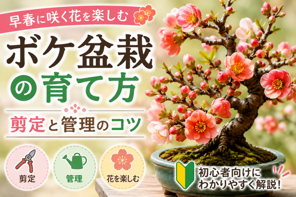 ボケ盆栽の育て方