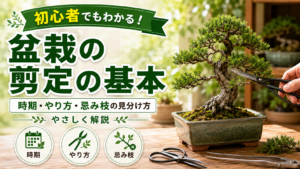 盆栽選定の基本