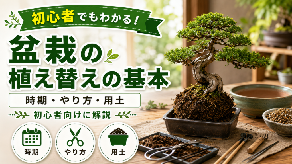 盆栽の植え替えの基本