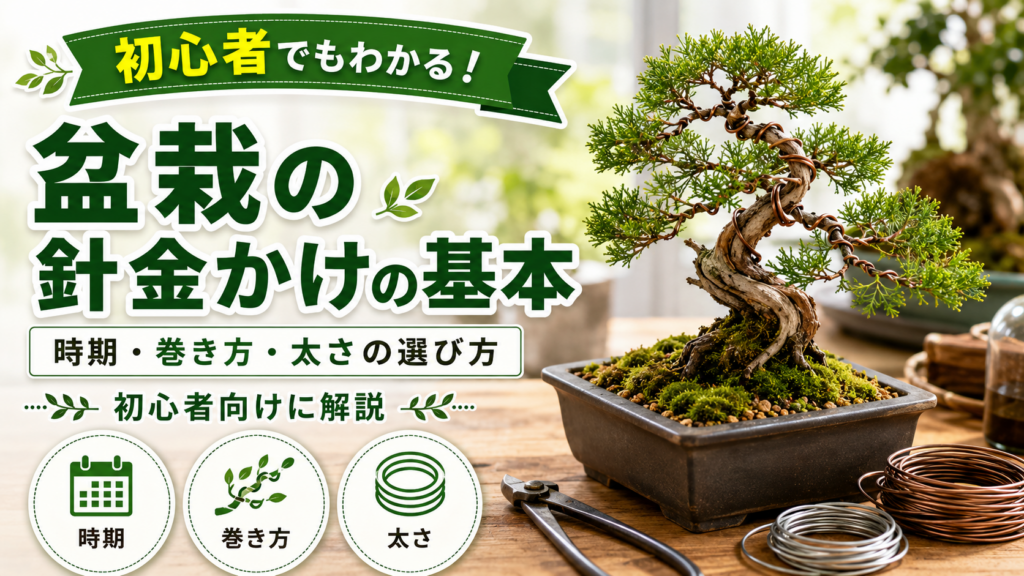 盆栽の針金かけの基本