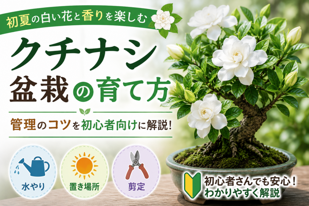 クチナシ盆栽の育て方