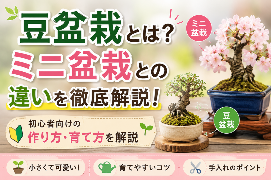 豆盆栽とは