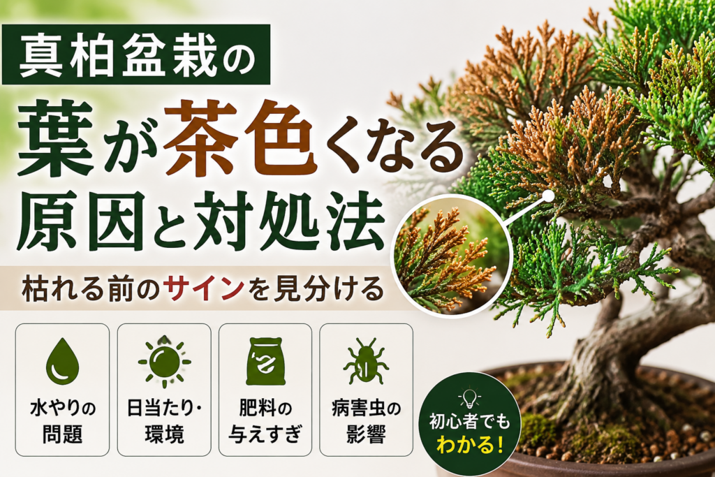 葉が茶色くなる原因