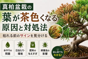 葉が茶色くなる原因