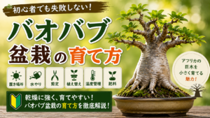 バオバブ盆栽の育て方