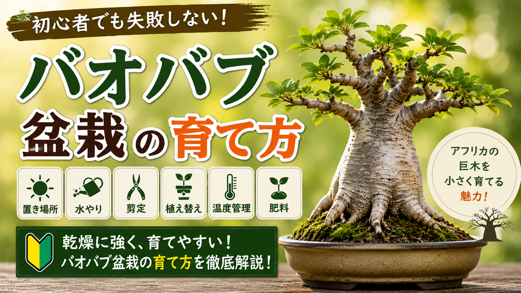 バオバブ盆栽の育て方
