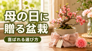 母の日　盆栽