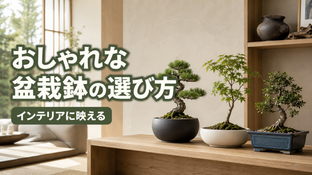 お洒落鉢盆栽