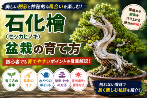 石化檜盆栽の育て方