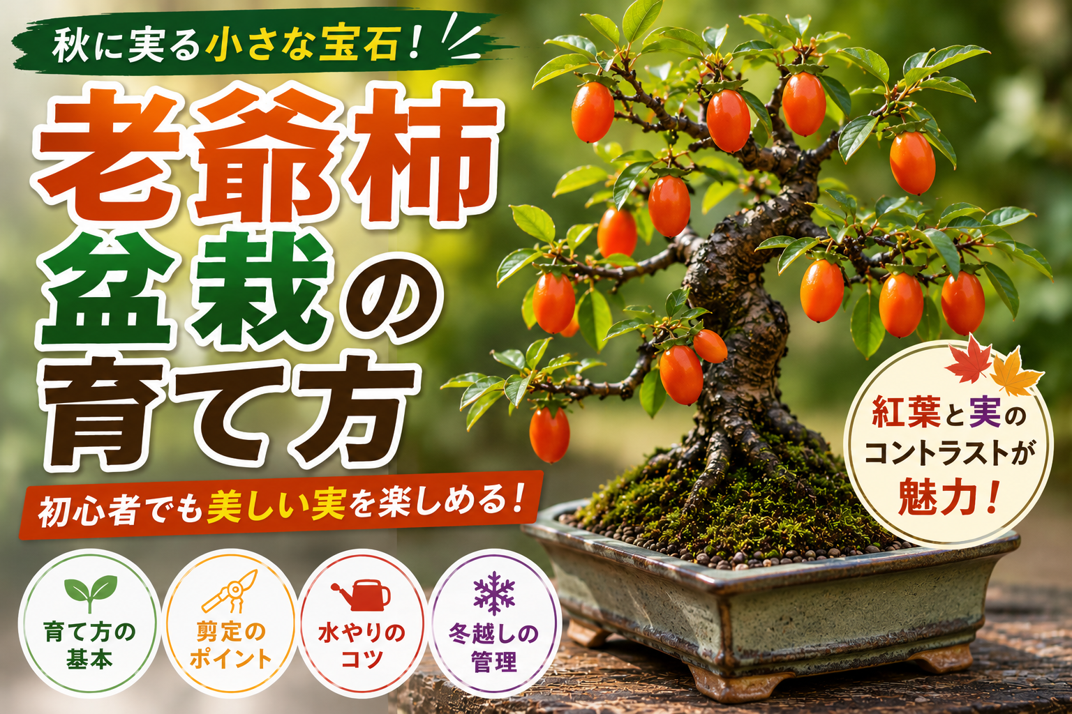老爺柿盆栽の育て方