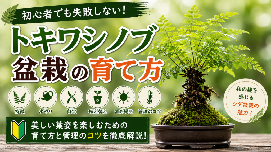 トキワシノブ盆栽の育て方