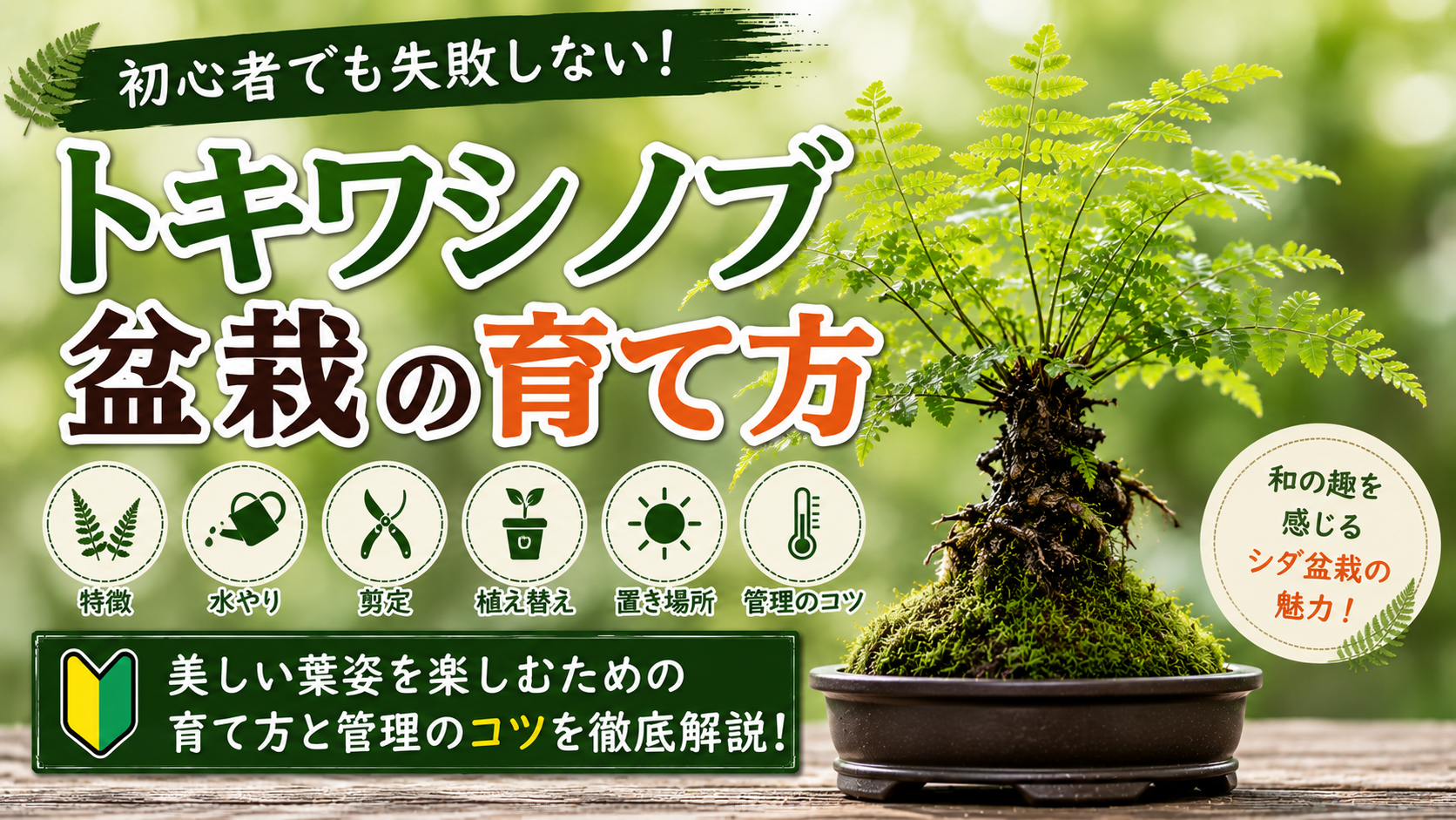 トキワシノブ盆栽の育て方