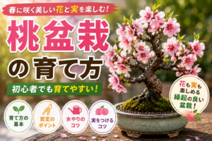 桃盆栽の育て方