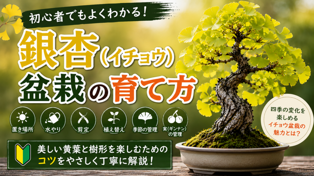 銀杏（イチョウ）盆栽の育て方