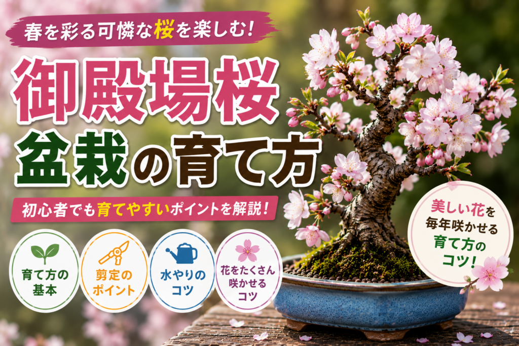 御殿場桜盆栽の育て方