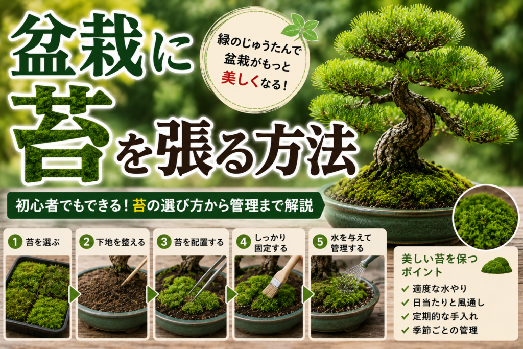 盆栽に苔を張る方法