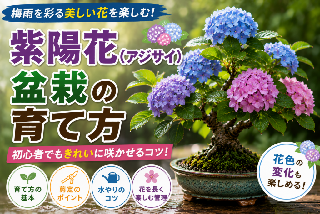 紫陽花（アジサイ）盆栽の育て方
