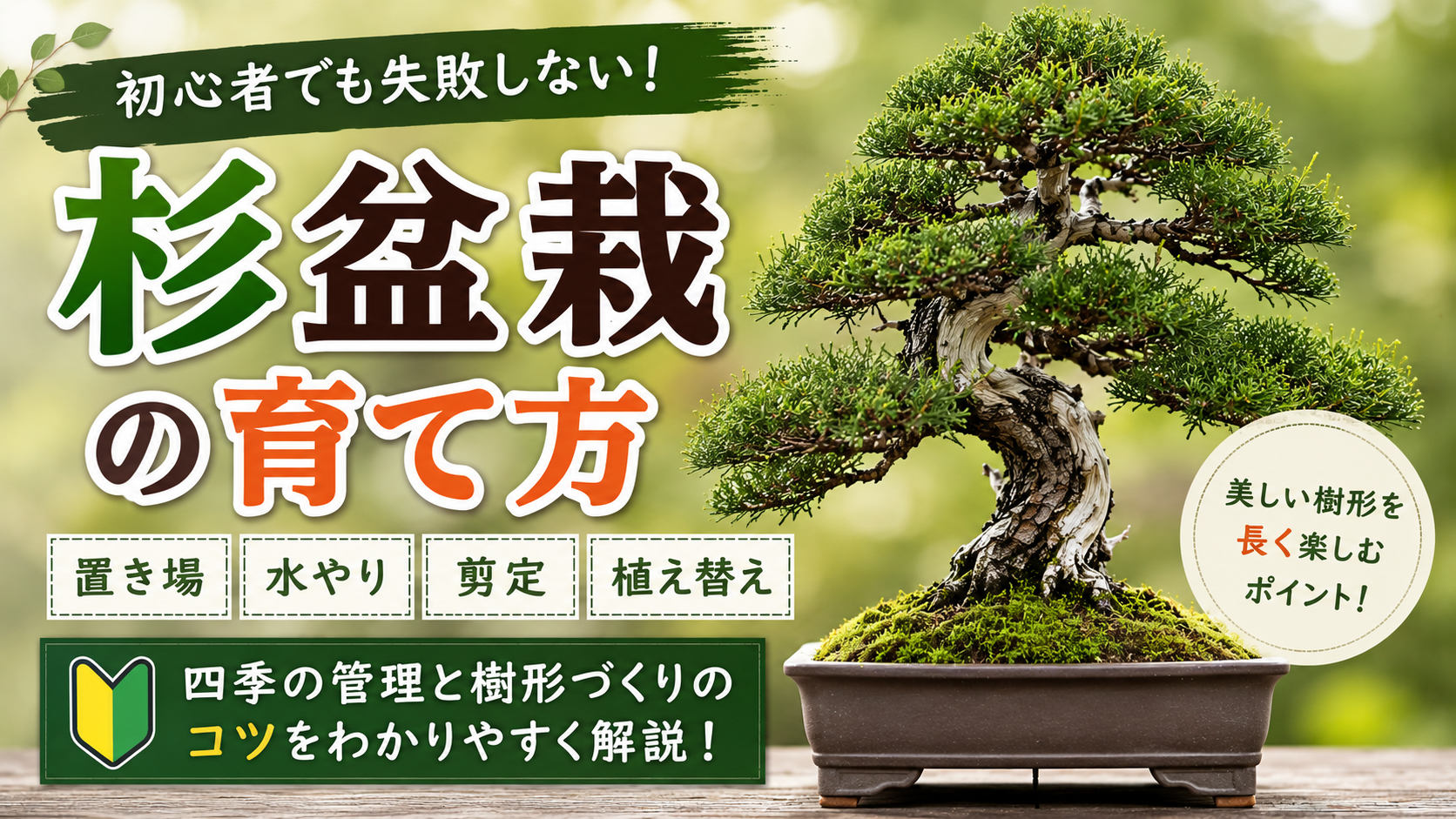 杉盆栽の育て方