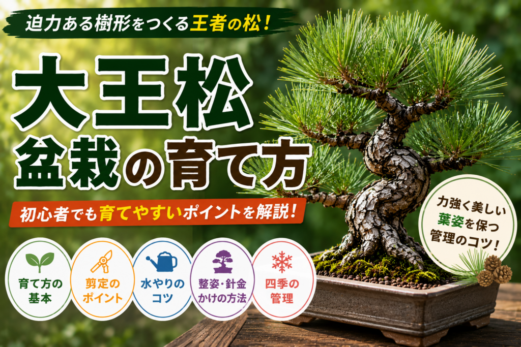大王松盆栽の育て方