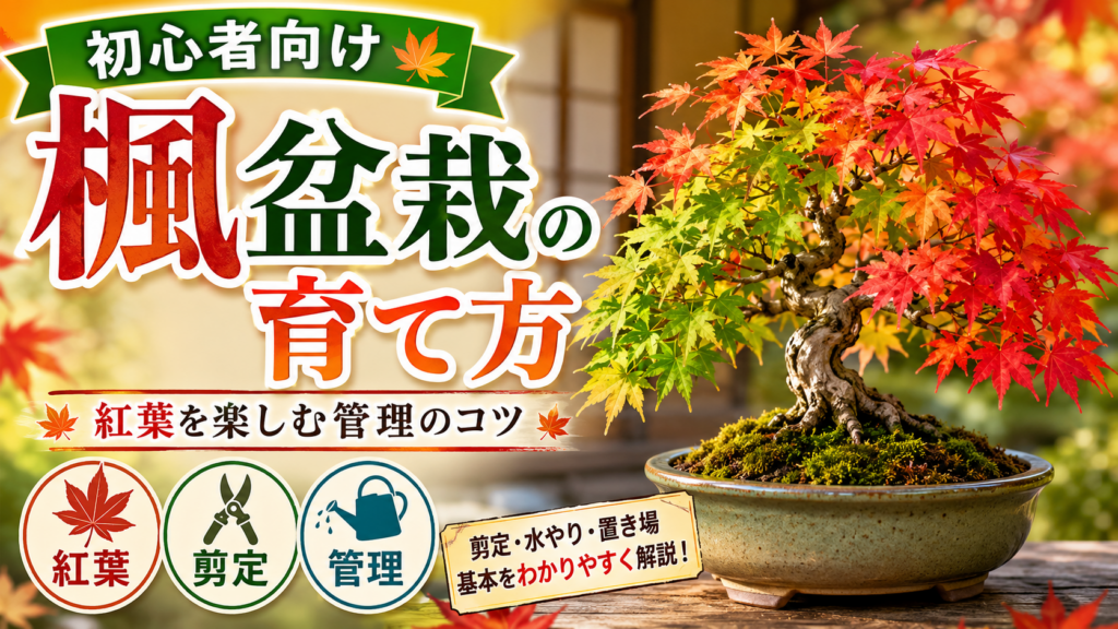 楓盆栽の育て方