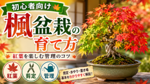 楓盆栽の育て方