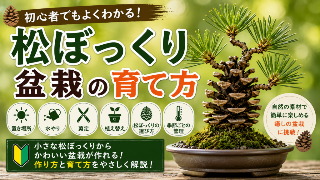 松ぼっくり盆栽の育て方