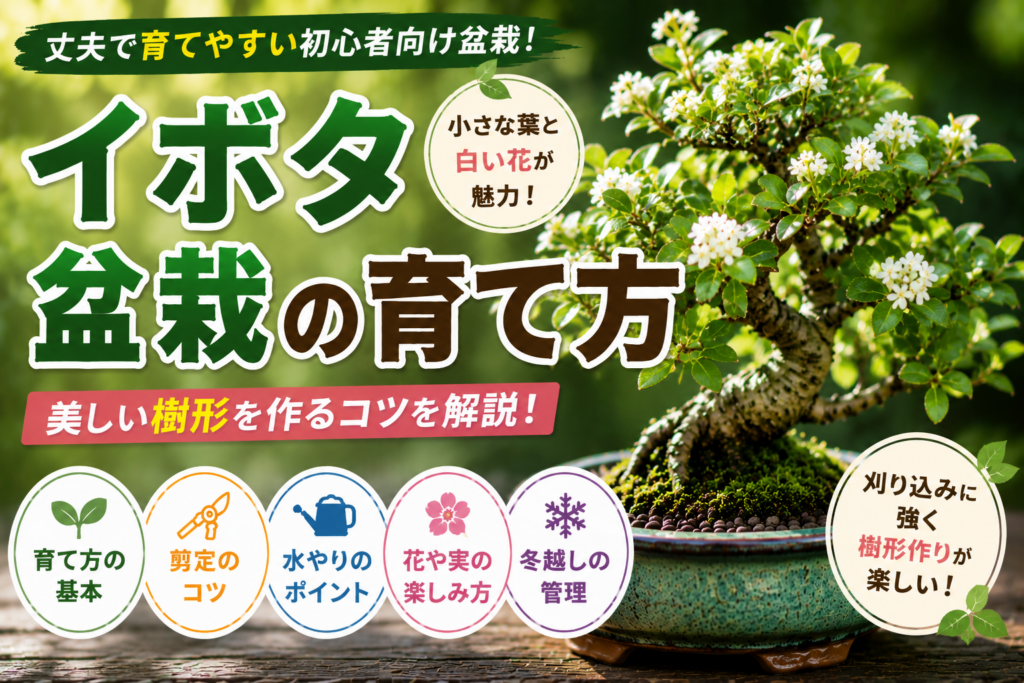 イボタ盆栽の育て方