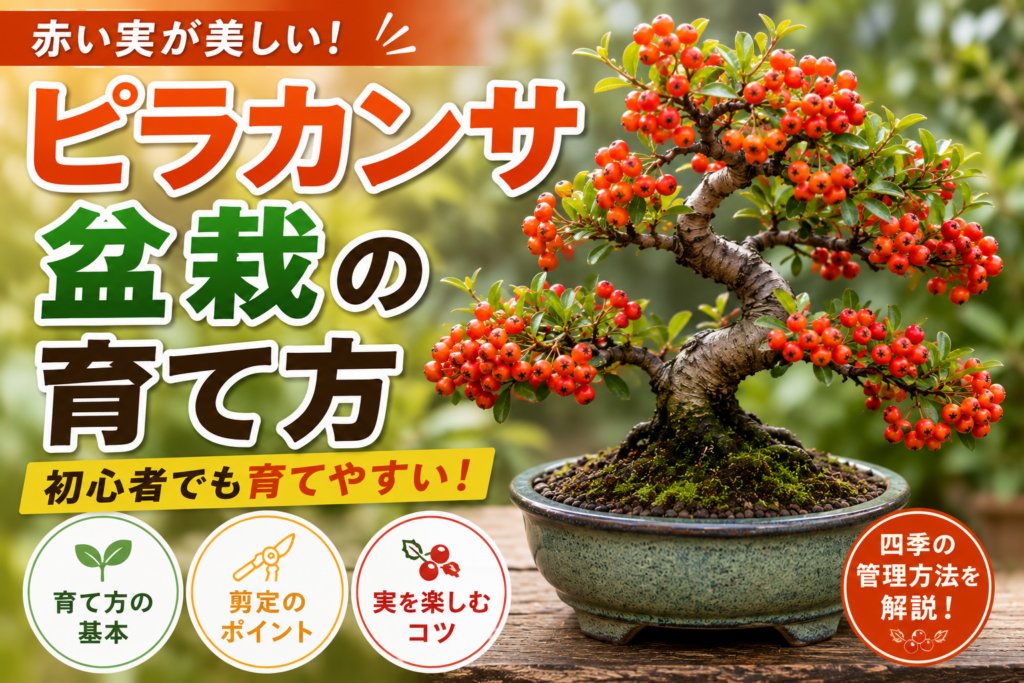 ピラカンサ盆栽の育て方