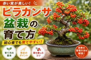ピラカンサ盆栽の育て方