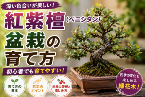 紅紫檀（ベニシタン）盆栽の育て方