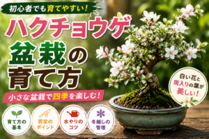 ハクチョウゲ盆栽の育て方