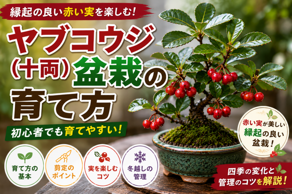 ヤブコウジ（十両）盆栽の育て方