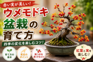 ウメモドキ盆栽の育て方