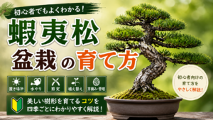 蝦夷松盆栽の育て方