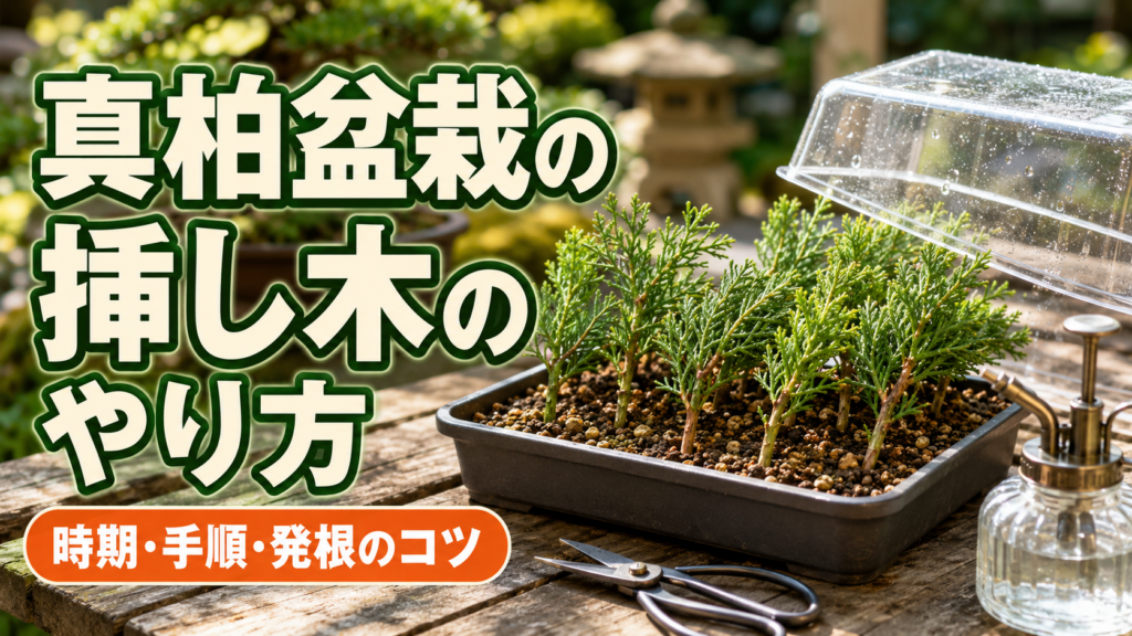 真柏盆栽　挿し木