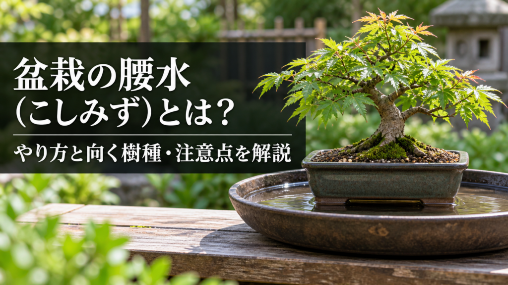 盆栽の腰水のやり方
