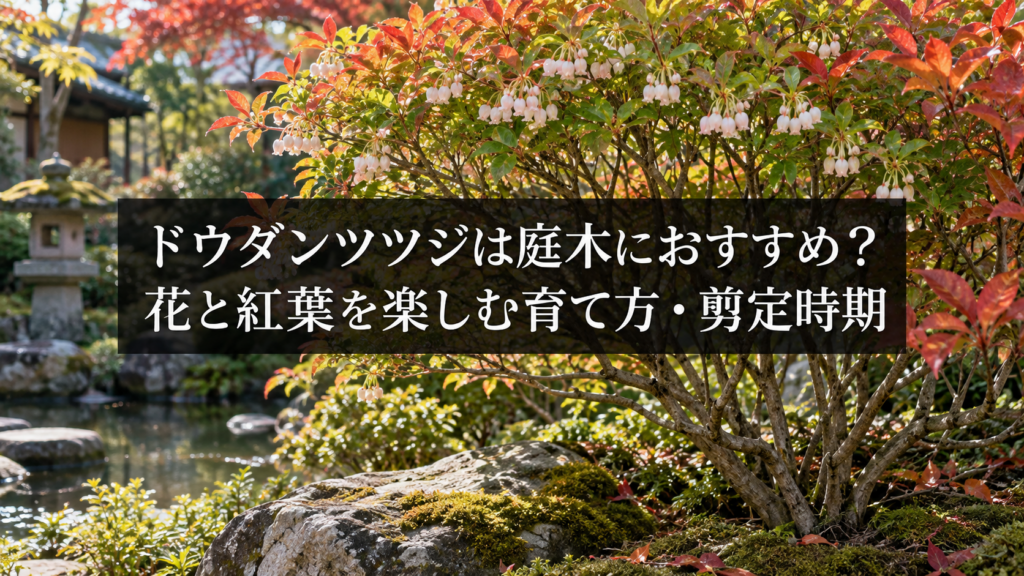 ドウダンツツジの紅葉と庭木の様子